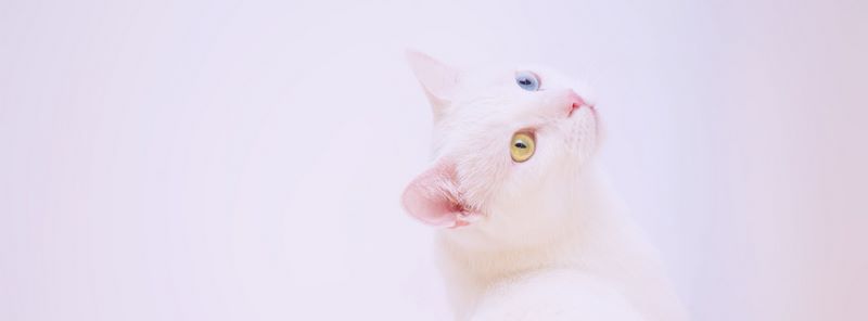 ảnh cover facebook cute chú mèo hồng dễ thương