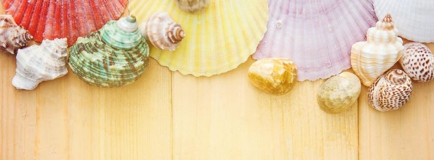 ảnh bìa hình những chiếc vỏ sò đẹp dành cho facebook