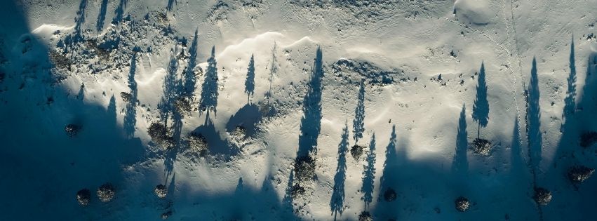 Hình ảnh những bóng cây trên tuyết trắng