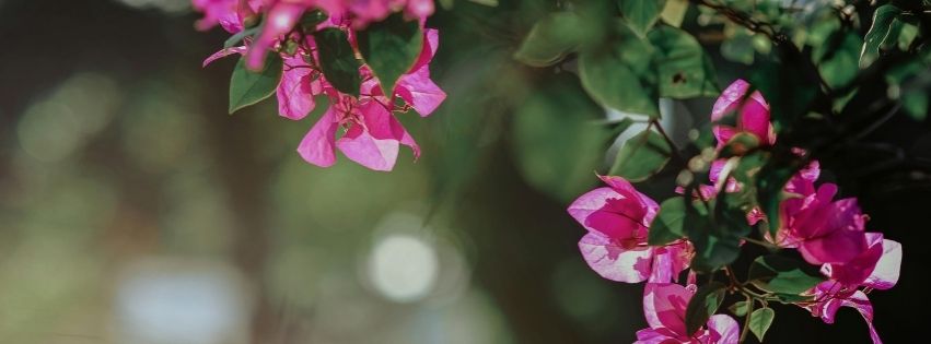 Hình ảnh những bông hoa giấy làm ảnh bìa Facebook