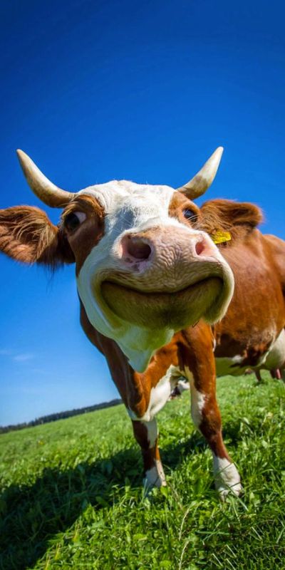Chia sẻ 94 về hình nền đẹp cute bò sữa  coedocomvn