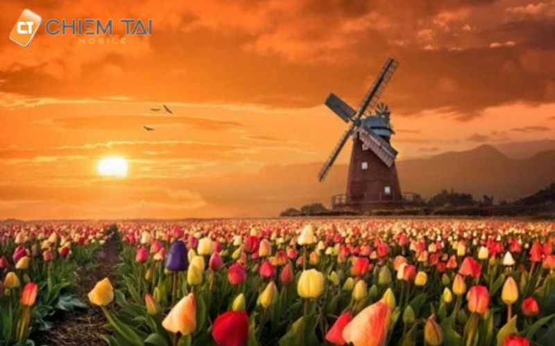 Hình nền thiên nhiên cánh đồng hoa tulip