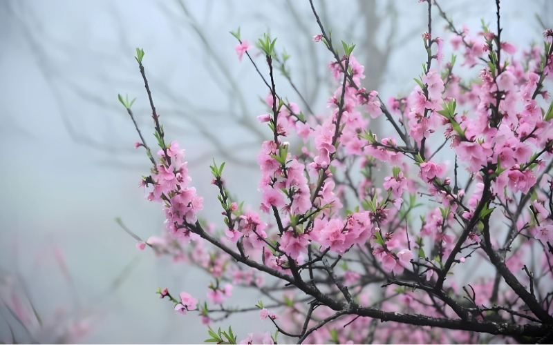 Hình ảnh hoa Đào ngày Tết