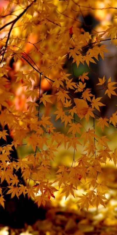 Bộ hình nền lá phong đỏ siêu đẹp của mùa thu