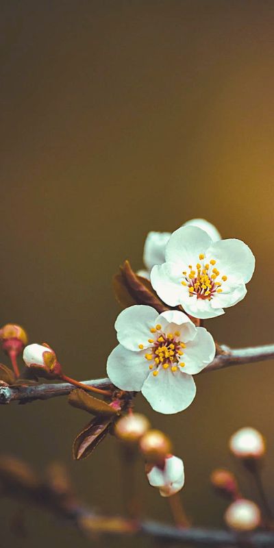 Cảnh đẹp hình nền về mùa xuân  Ảnh ý nghĩa Blog