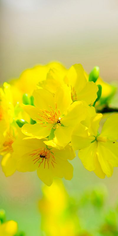 Chi tiết với hơn 109 hình nền mùa xuân mới nhất  Tin Học Vui