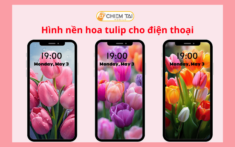 ảnh nền hoa tulip trên điện thoại