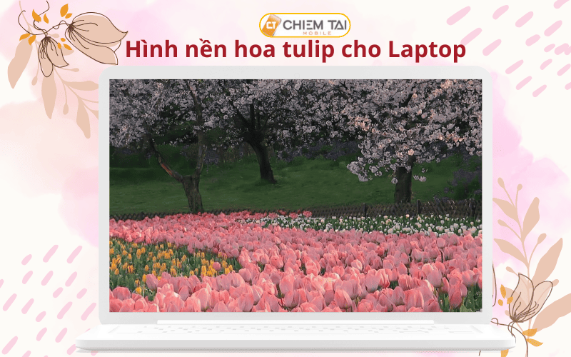 hình nên hoa tulip cho máy tính và pc