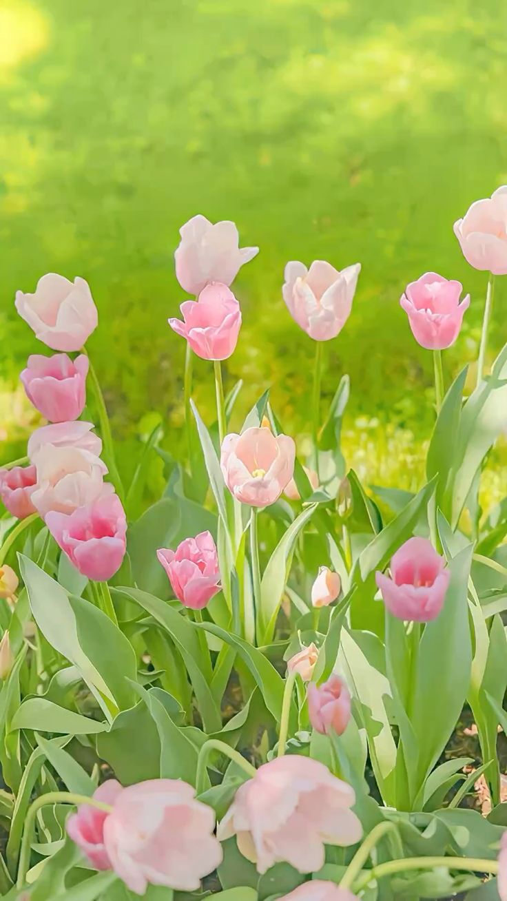 Hình nền hoa Tulip hồng trắng 1