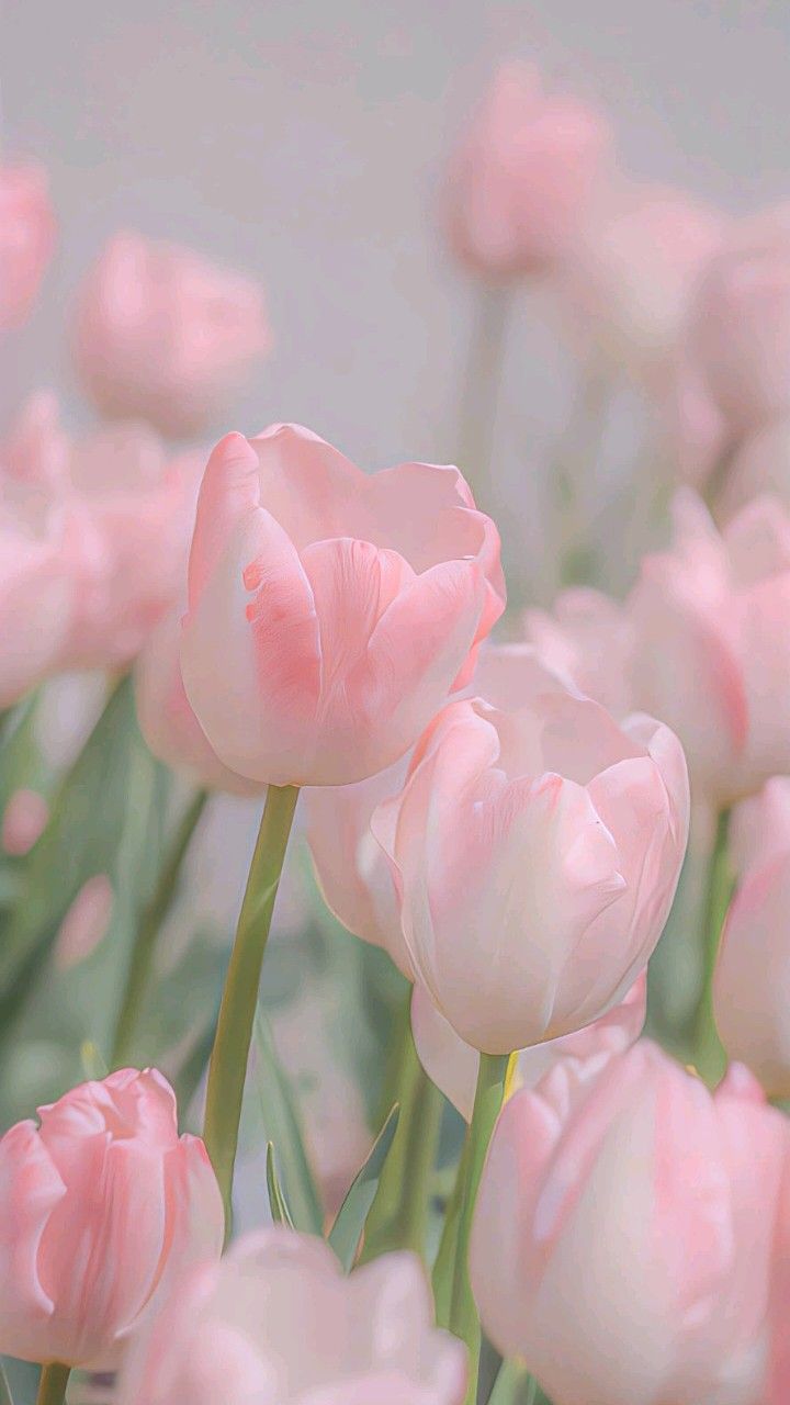 Hình nền hoa Tulip hồng trắng 2