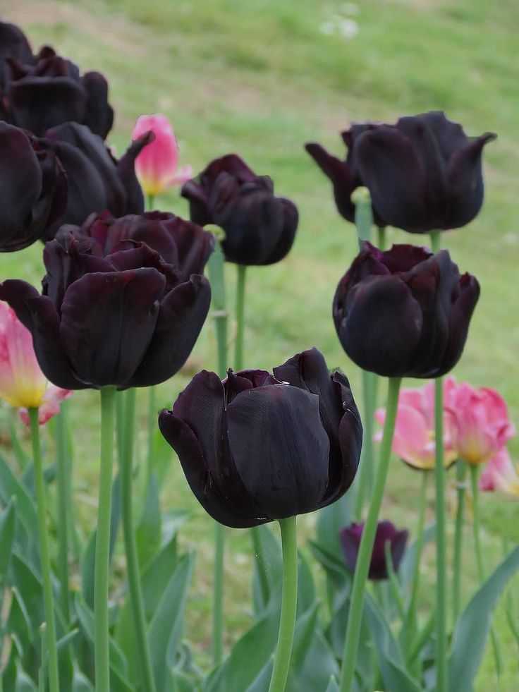 hình nền hoa tulip màu đen 1