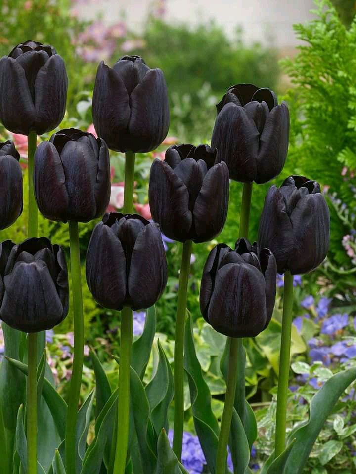 hình nền hoa tulip màu đen 6