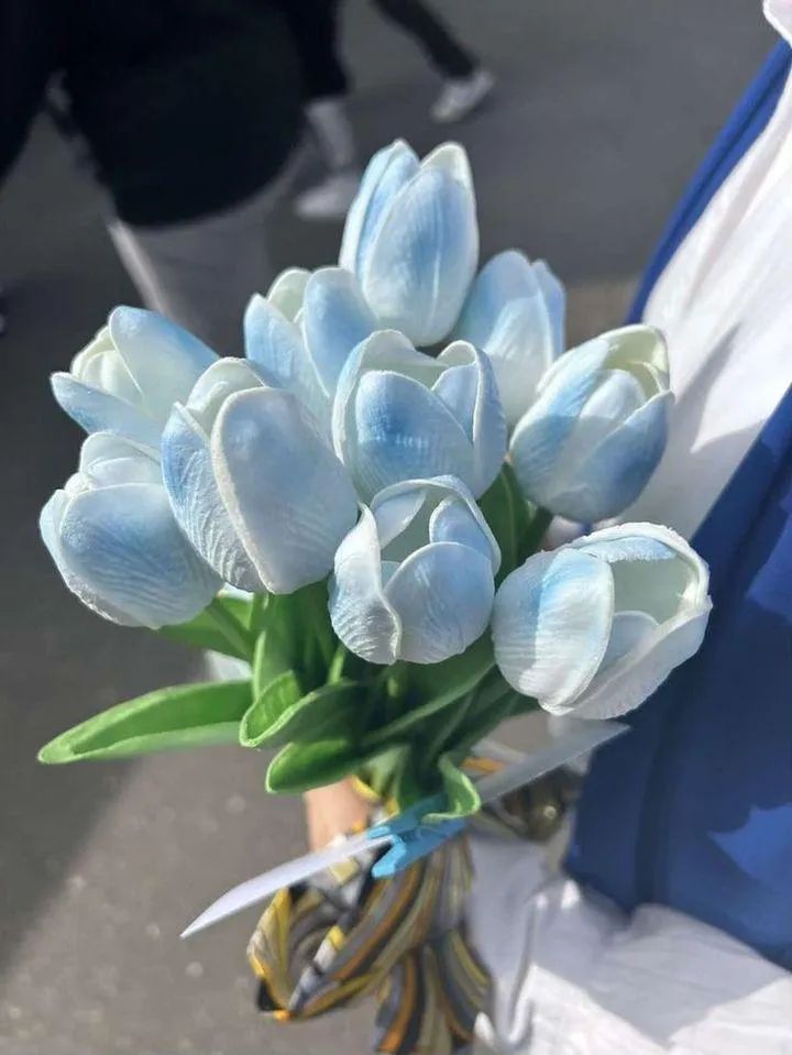 Hình nền hoa Tulip Xanh dương 1