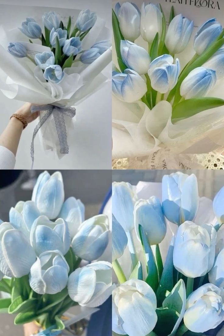 Hình nền hoa Tulip Xanh dương 4