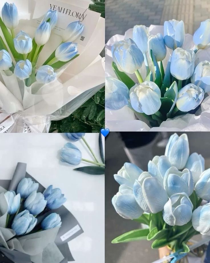 Hình nền hoa Tulip Xanh dương 6